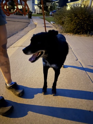 Dog