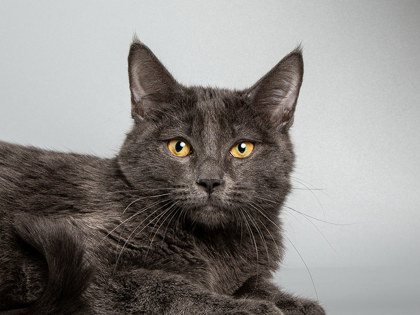 Learn More About Pascal Photo of Pascal