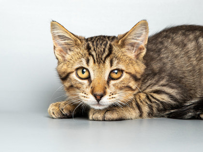 Photo of Rango