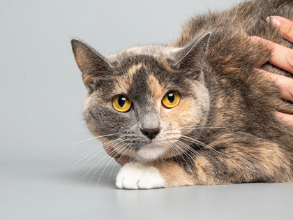 Learn More About Bebe Photo of Bebe