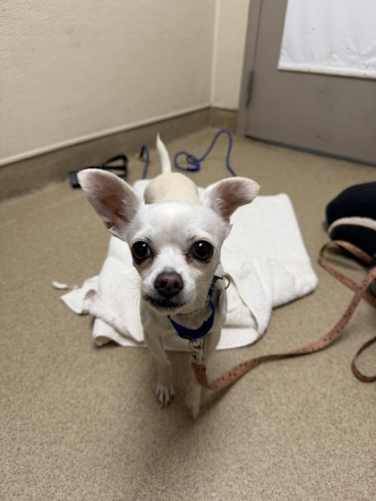 Help Rehome This Dog Dog