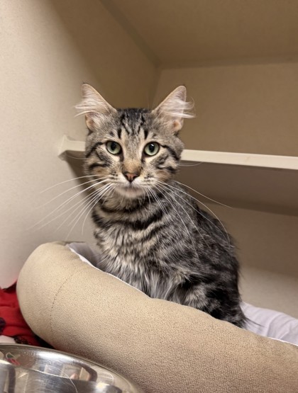Photo of Columbo