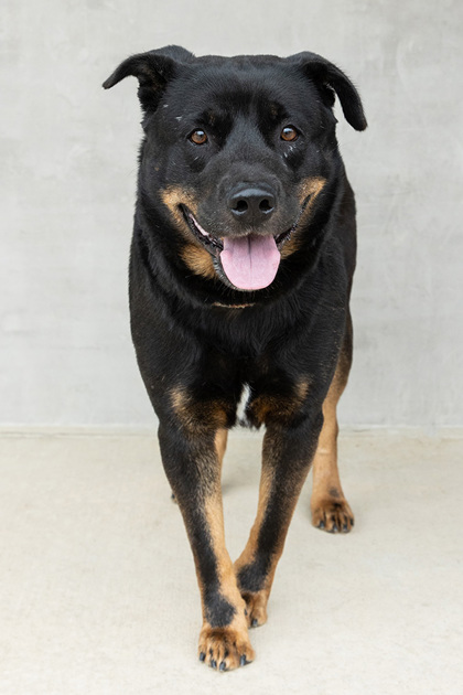 View Simba the Dog Photo #2