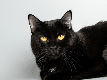Learn More About Smokeybear Photo of Smokeybear