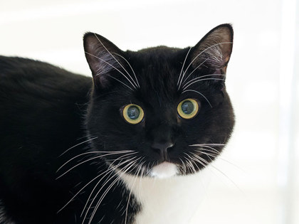 Photo of Boots