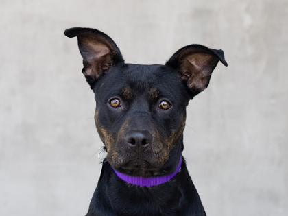 Learn More About Freyja Photo of Freyja
