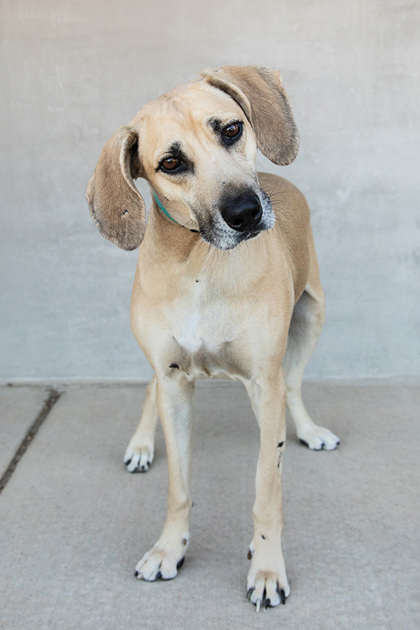 View Bogie the Dog Photo #2