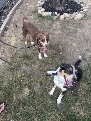 Help Rehome This Dog Dog