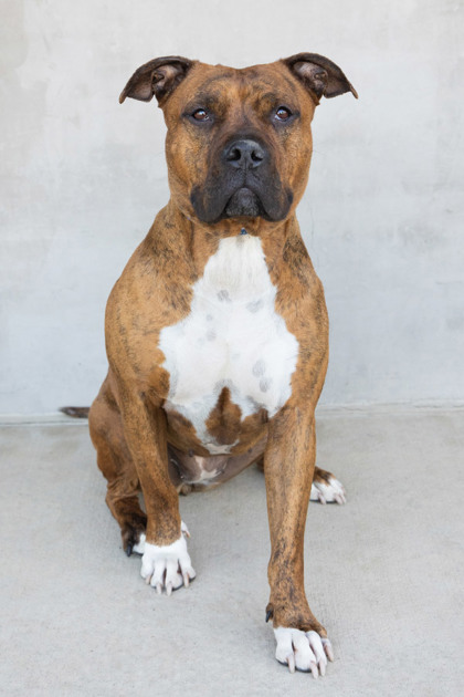 View Karma the Dog Photo #2