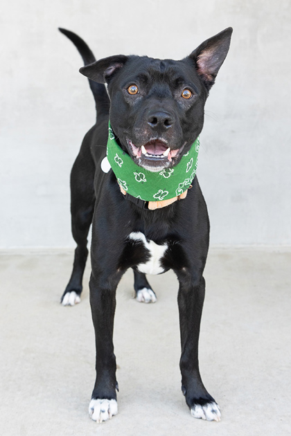 View Hoss the Dog Photo #3