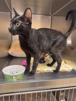 Help Rehome This Cat Cat