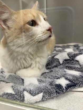 Help Rehome This Cat Cat