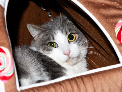 Learn More About Spooky Photo of Spooky