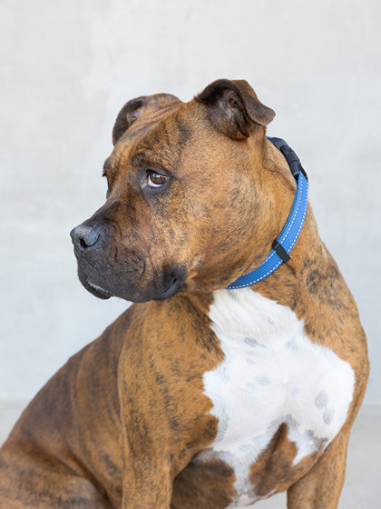View Karma the Dog Photo #3