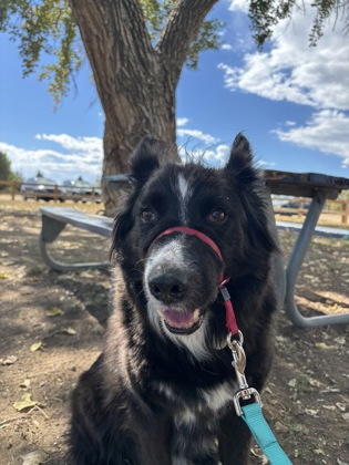 View Max the Dog Photo #2