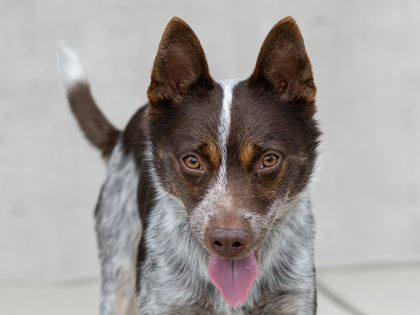 Photo of Cooper