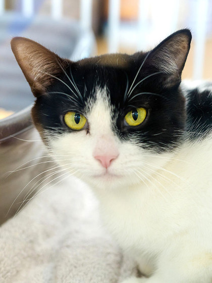 View Bloop the Cat Photo #2