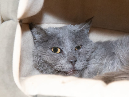 Learn More About Wren Photo of Wren