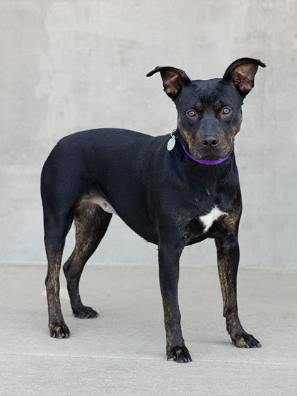 View Freyja the Dog Photo #2