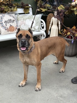 View Rheba the Dog Photo #3