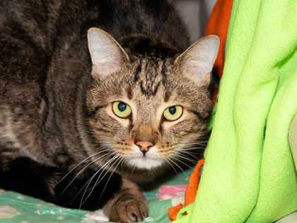 Learn More About Leo Photo of Leo