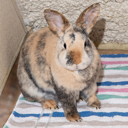 View Smudge the Rabbit Photo #2