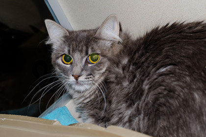 View Salmon the Cat Photo #3