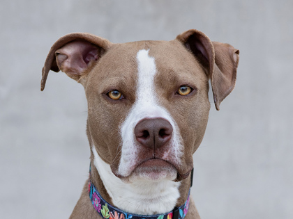 Learn More About Koni Photo of Koni