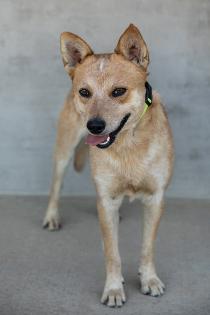 View Tony the Dog Photo #3