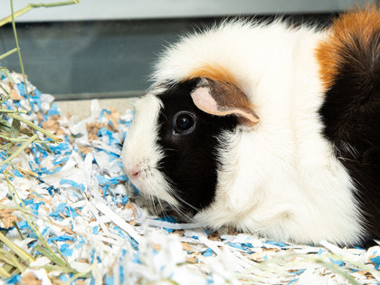 Learn More About Cinnamon Photo of Cinnamon