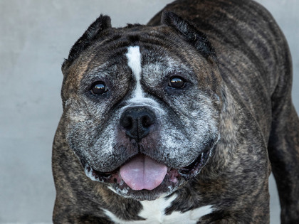 Learn More About Brownie Photo of Brownie