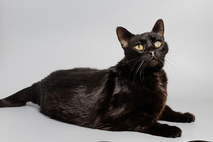 View Galaxy the Cat Photo #3