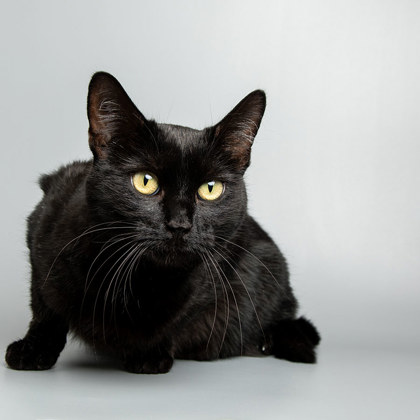 View Halo the Cat Photo #3