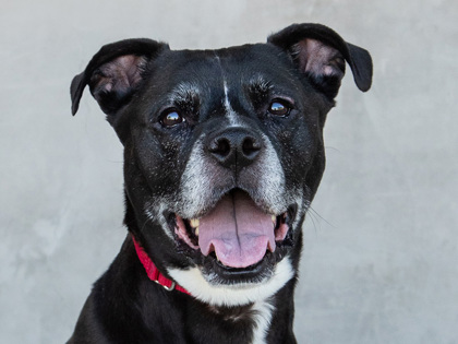 Learn More About Junie Photo of Junie