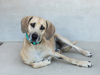 View Bogie the Dog Photo #3