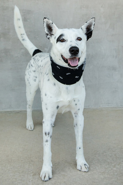 View Mack the Dog Photo #2