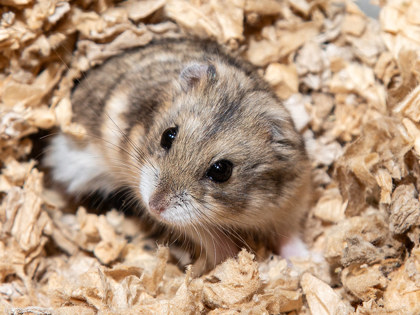 Photo of Ittybitty