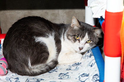 View Oscar the Cat Photo #2