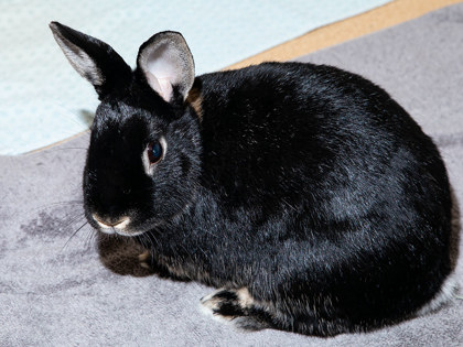 View Persephone the Rabbit Photo #2