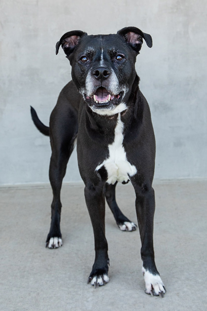 View Junie the Dog Photo #3