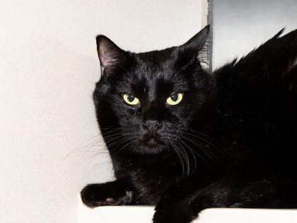 Learn More About Cyrus Photo of Cyrus