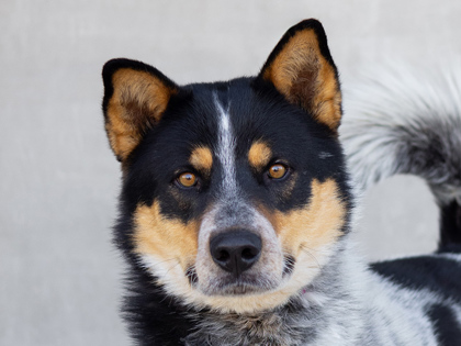 Learn More About Tex Photo of Tex