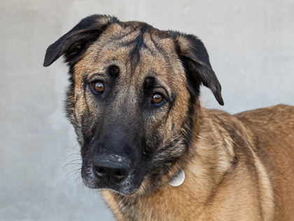 Learn More About Buddy Photo of Buddy