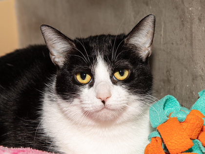 Barn Cats: Pets with a Profession - Humane Society of the Pikes Peak Region