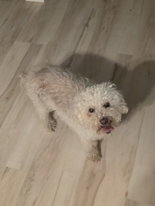 Help Rehome This Dog Dog