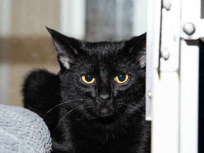 Learn More About Simon Photo of Simon