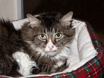 Learn More About Midna Photo of Midna