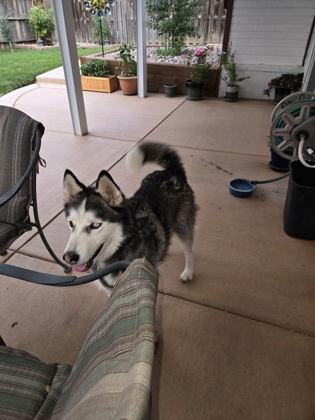 Help Rehome This Dog Dog