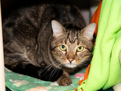 View Leo the Cat Photo #2