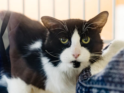 Learn More About Barney Photo of Barney